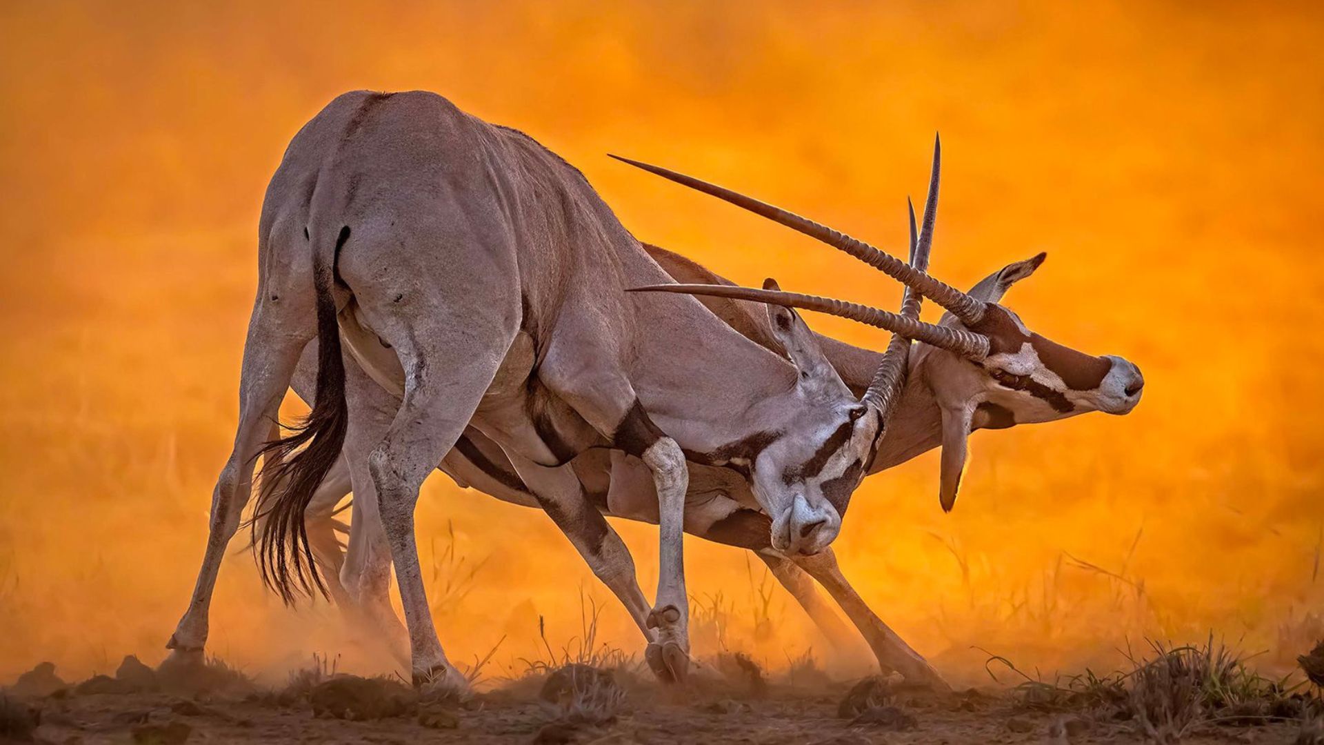 3 DAYS  MASAI MARA PRIVATE JEEP SAFARI