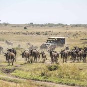 3 DAYS  MASAI MARA PRIVATE JEEP SAFARI