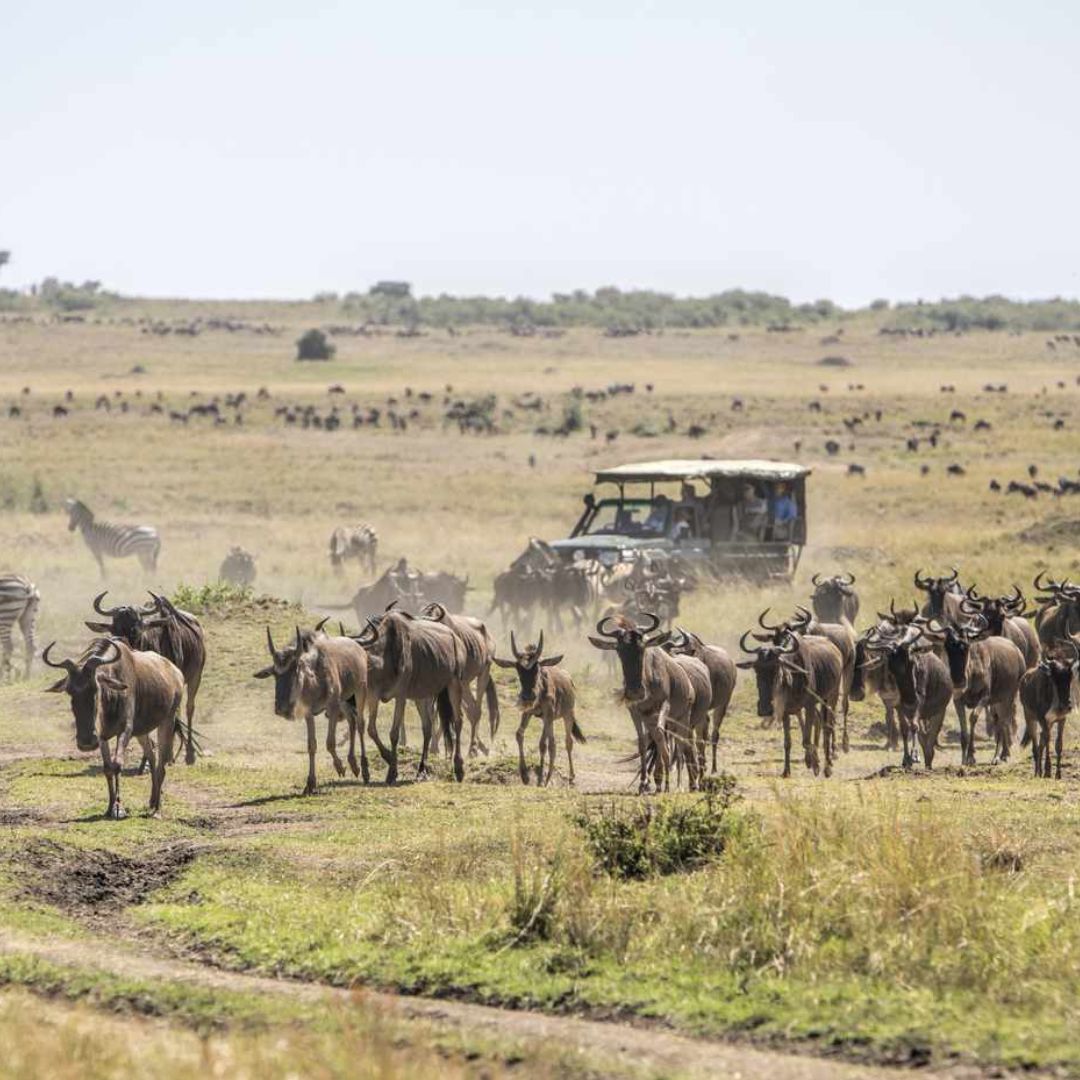 3 Days Luxury Masai Mara Safari
