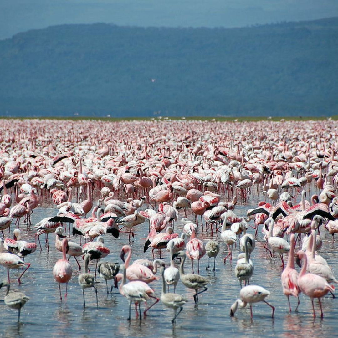 7 Days Kenya Group Joining Safari