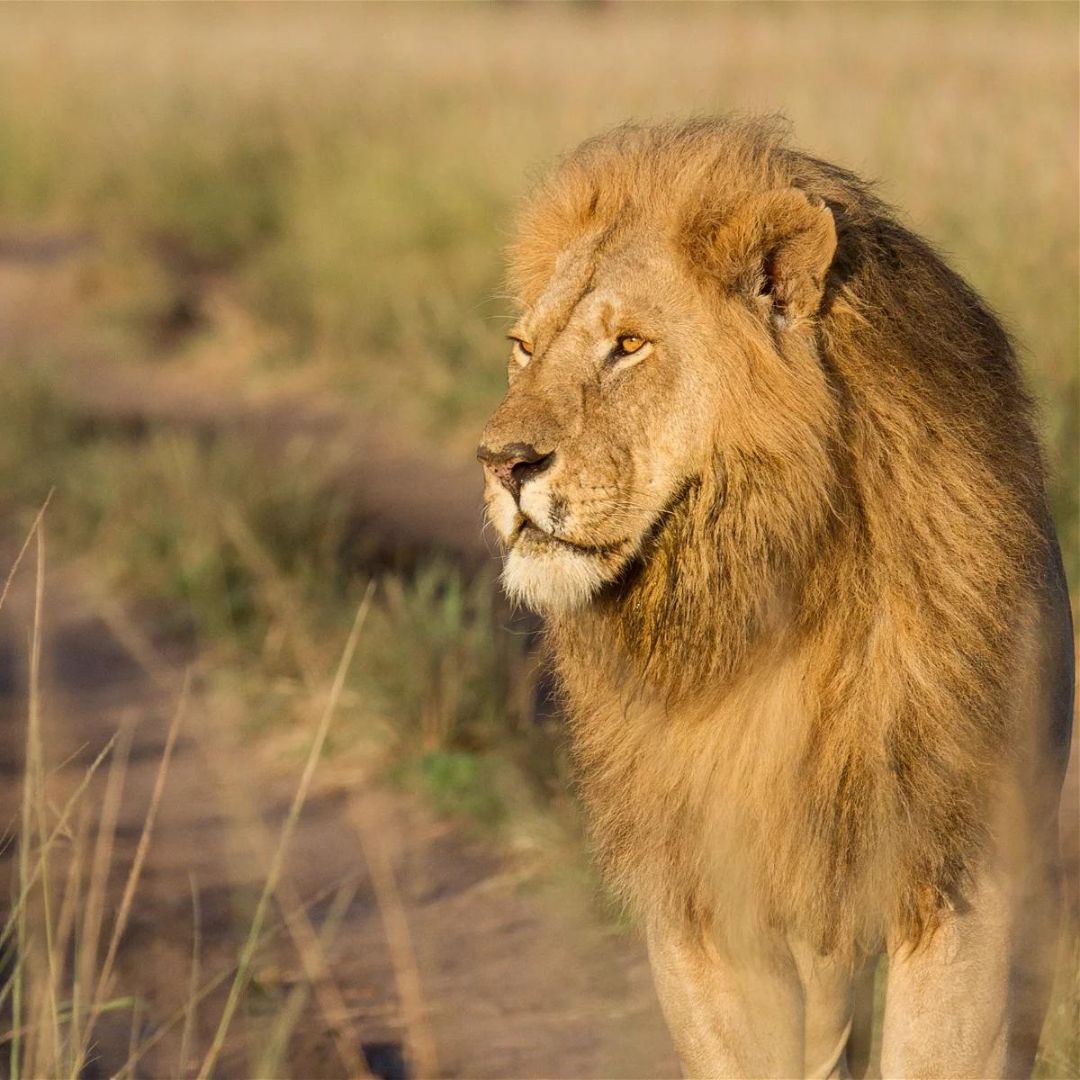 3 Days Luxury Masai Mara Safari