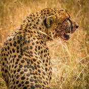 6 Days Kenya Group Joining Safari