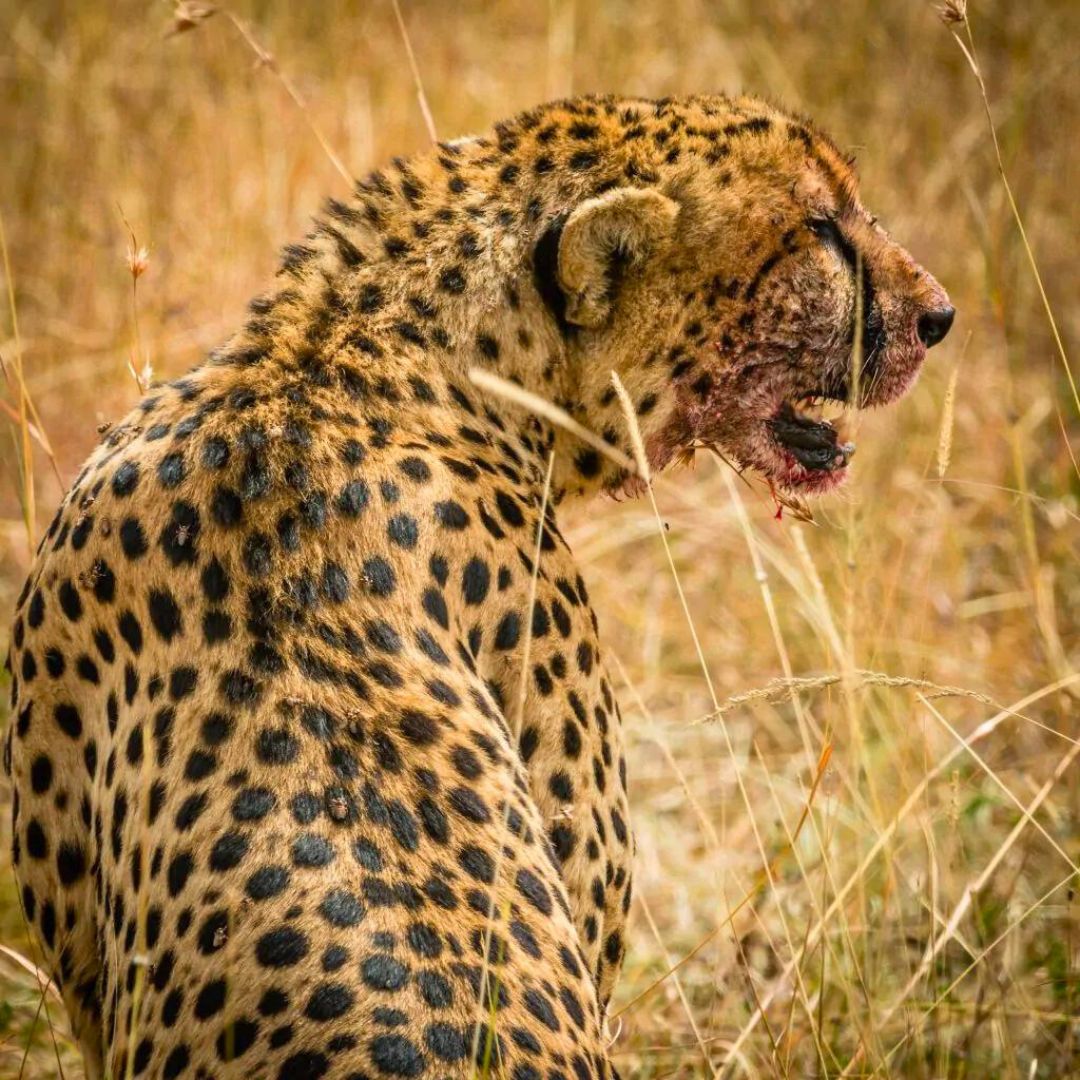 6 Days Kenya Group Joining Safari