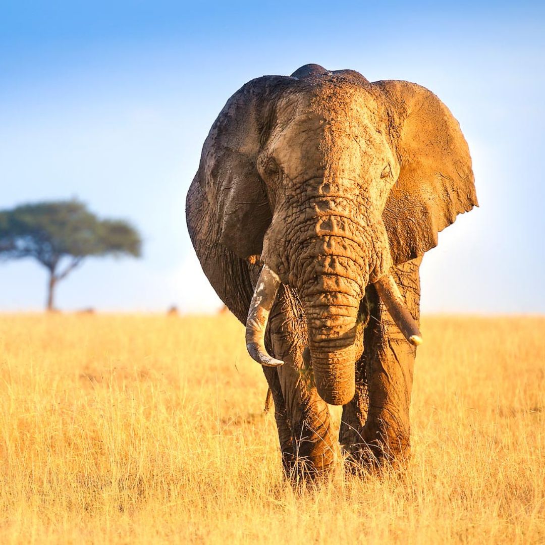 3 Days Luxury Masai Mara Safari