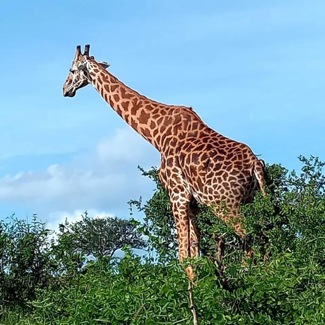 6 Days Kenya Group Joining Safari