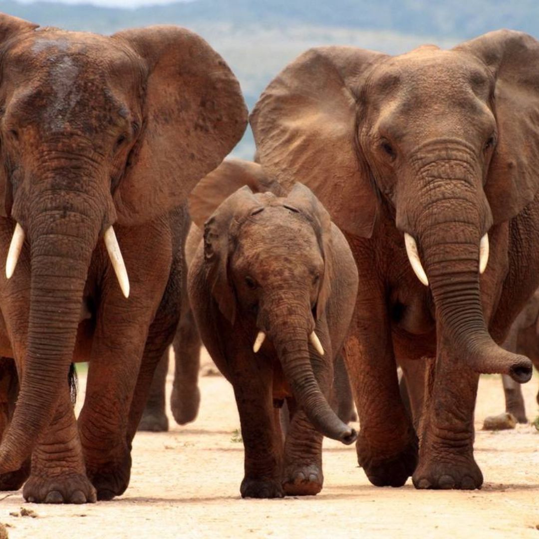 6 Days Kenya Group Joining Safari