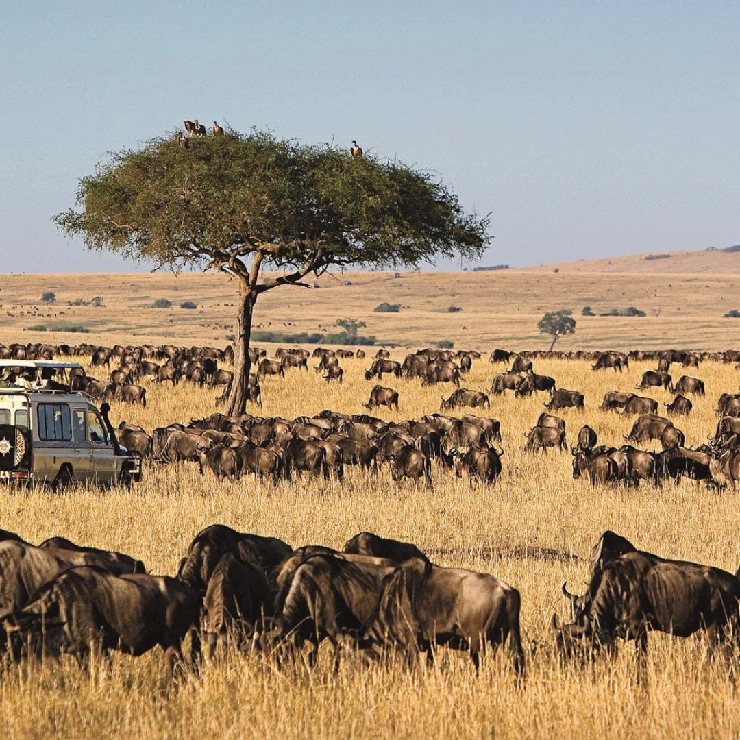 3 Days 2 Nights Masai Mara Safari- Group Joining