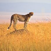 3 Days 2 Nights Masai Mara Safari- Group Joining