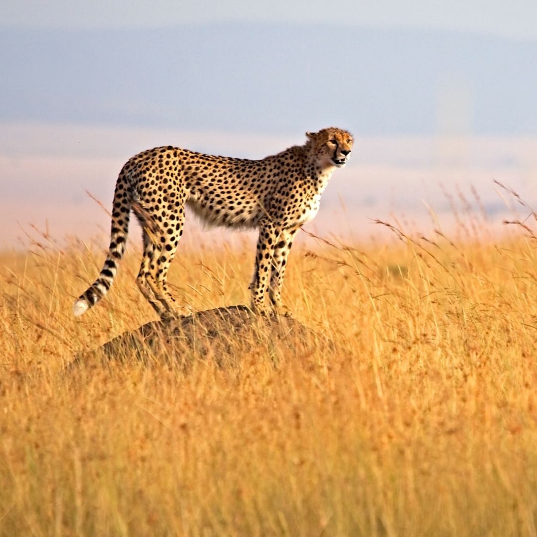 3 Days 2 Nights Masai Mara Safari- Group Joining