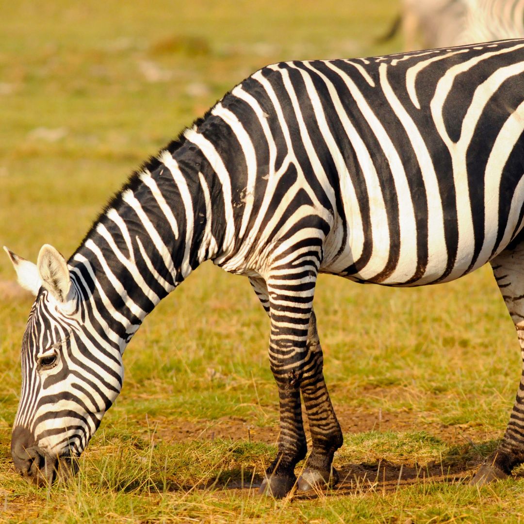 7 Days Kenya Group Joining Safari